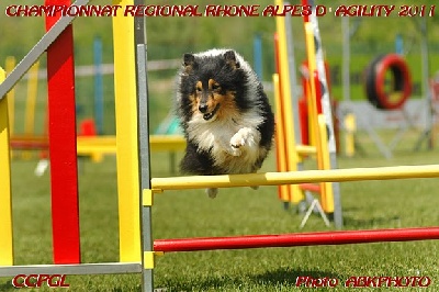 Of still river - Arizona: VICE-CHAMPION de France d'Agility 