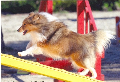 Of still river - Agility: Winnie une retraite bien méritée...