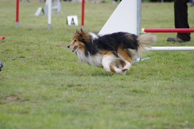 Of still river - Agility Ch de France Annonay 12 & 13 juin