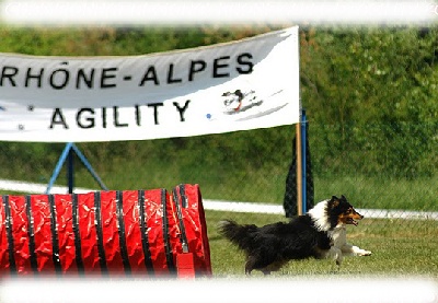 Of still river - Agility Arizona CHAMPION REGIONAL